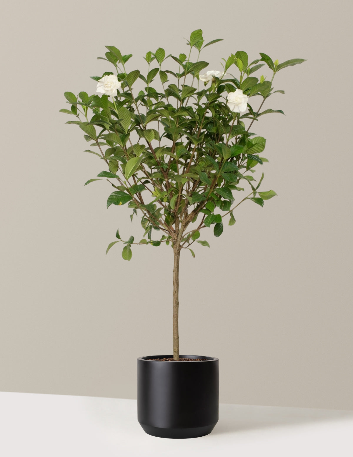 Large Gardenia Tree