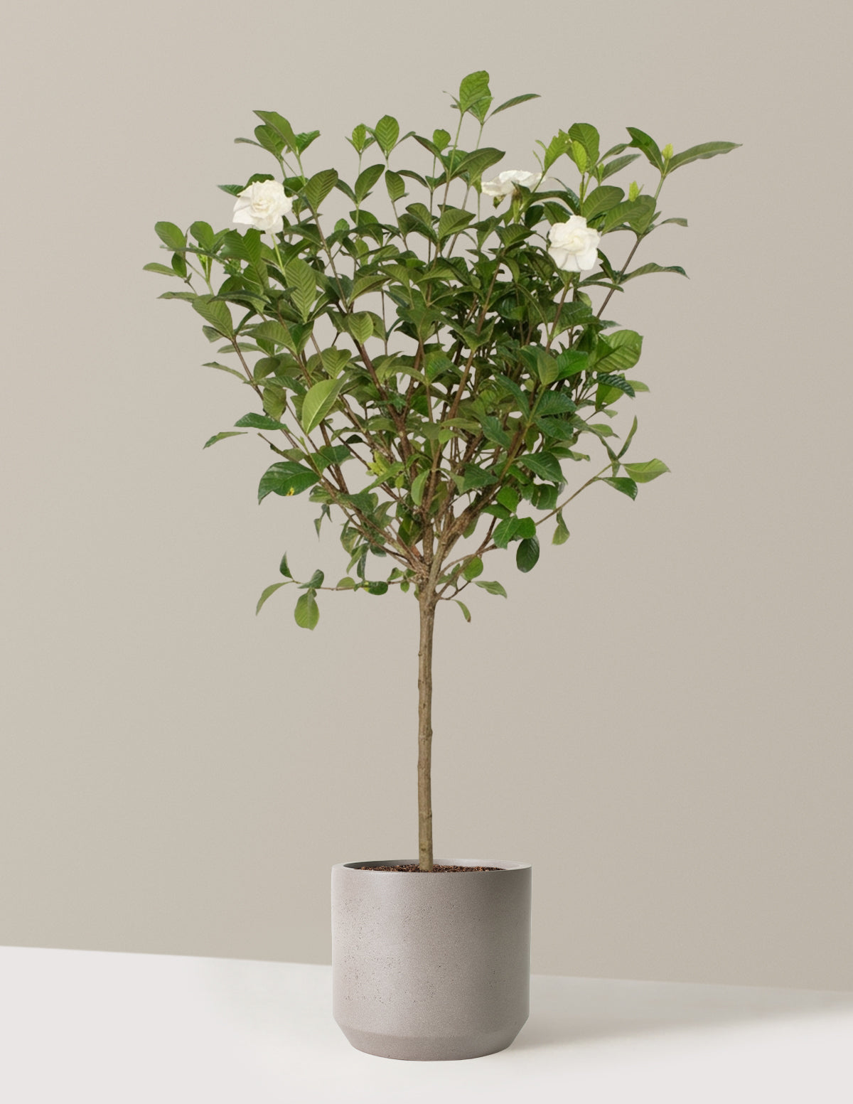 Large Gardenia Tree