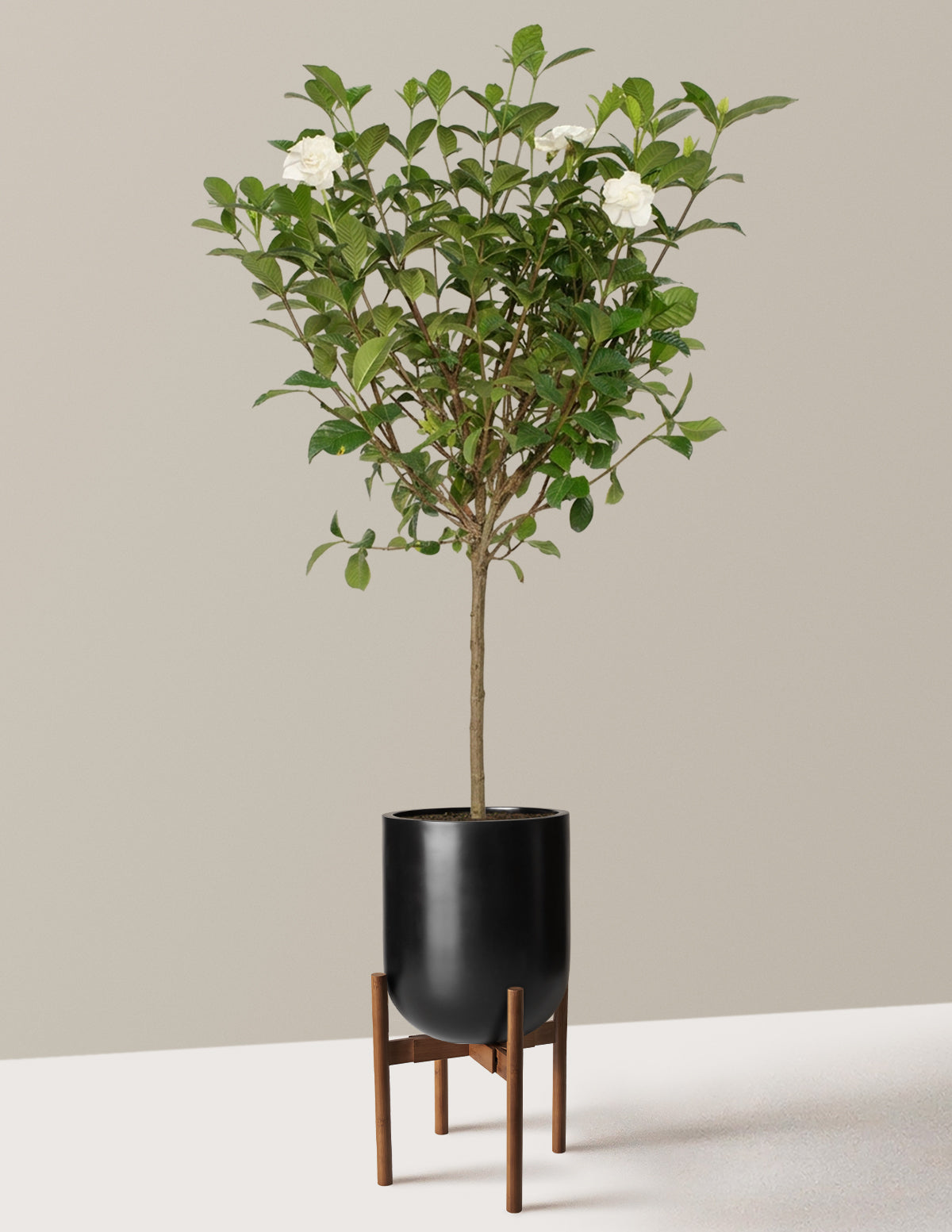 Large Gardenia Tree