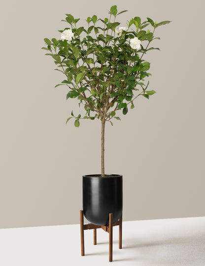 Large Gardenia Tree