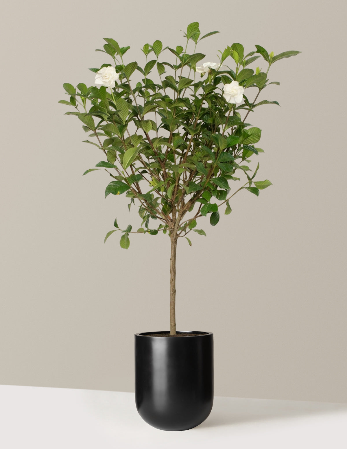 Large Gardenia Tree