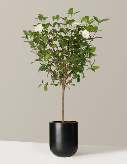 Large Gardenia Tree
