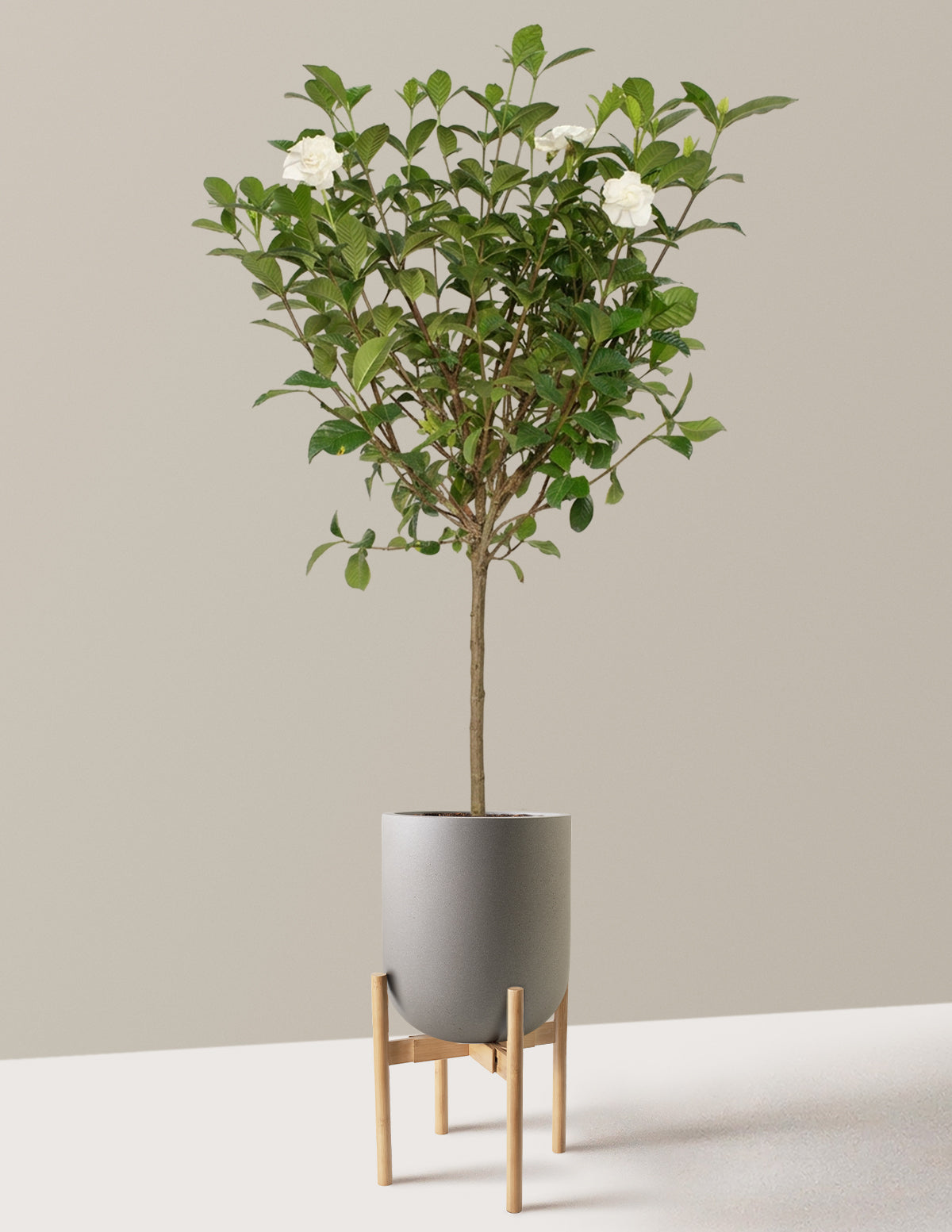 Large Gardenia Tree