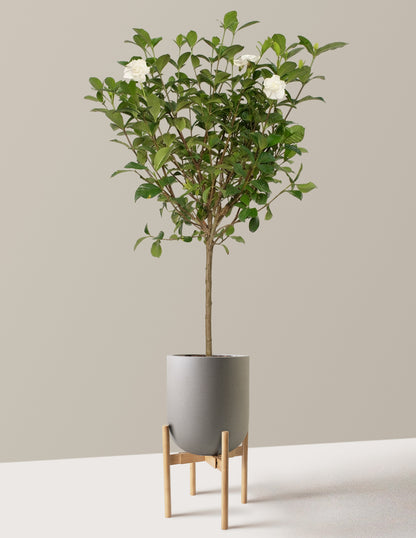 Large Gardenia Tree