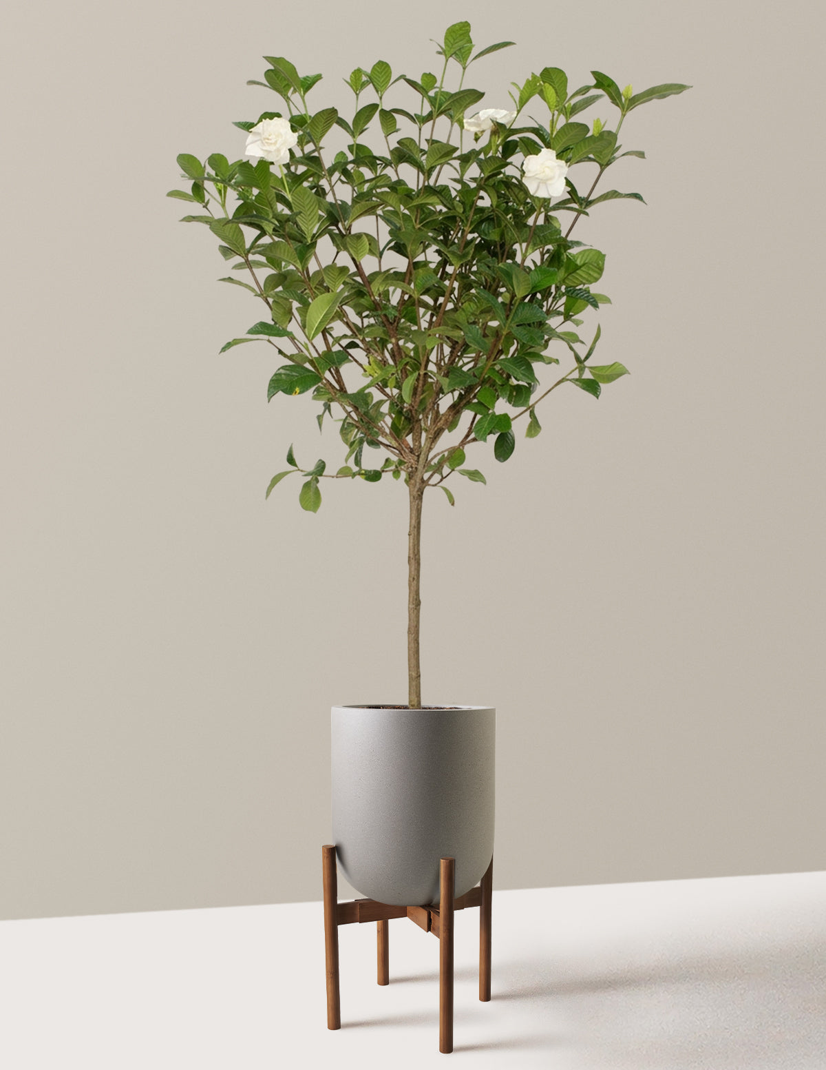 Large Gardenia Tree