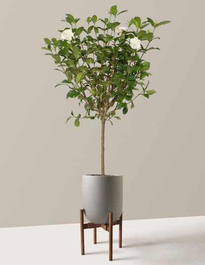 Large Gardenia Tree
