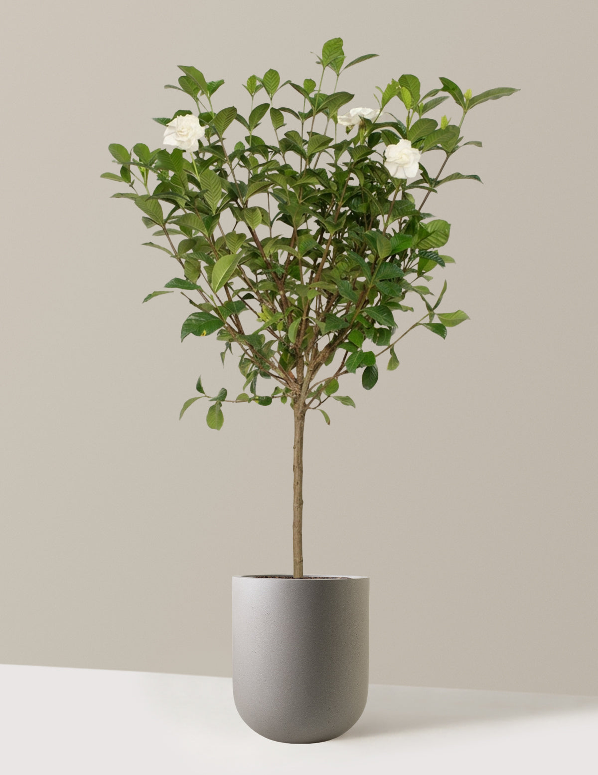 Large Gardenia Tree