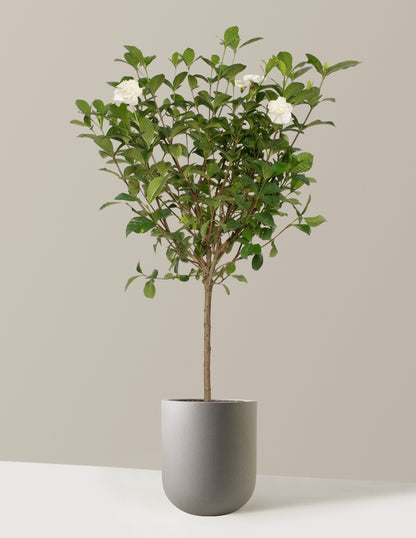 Large Gardenia Tree