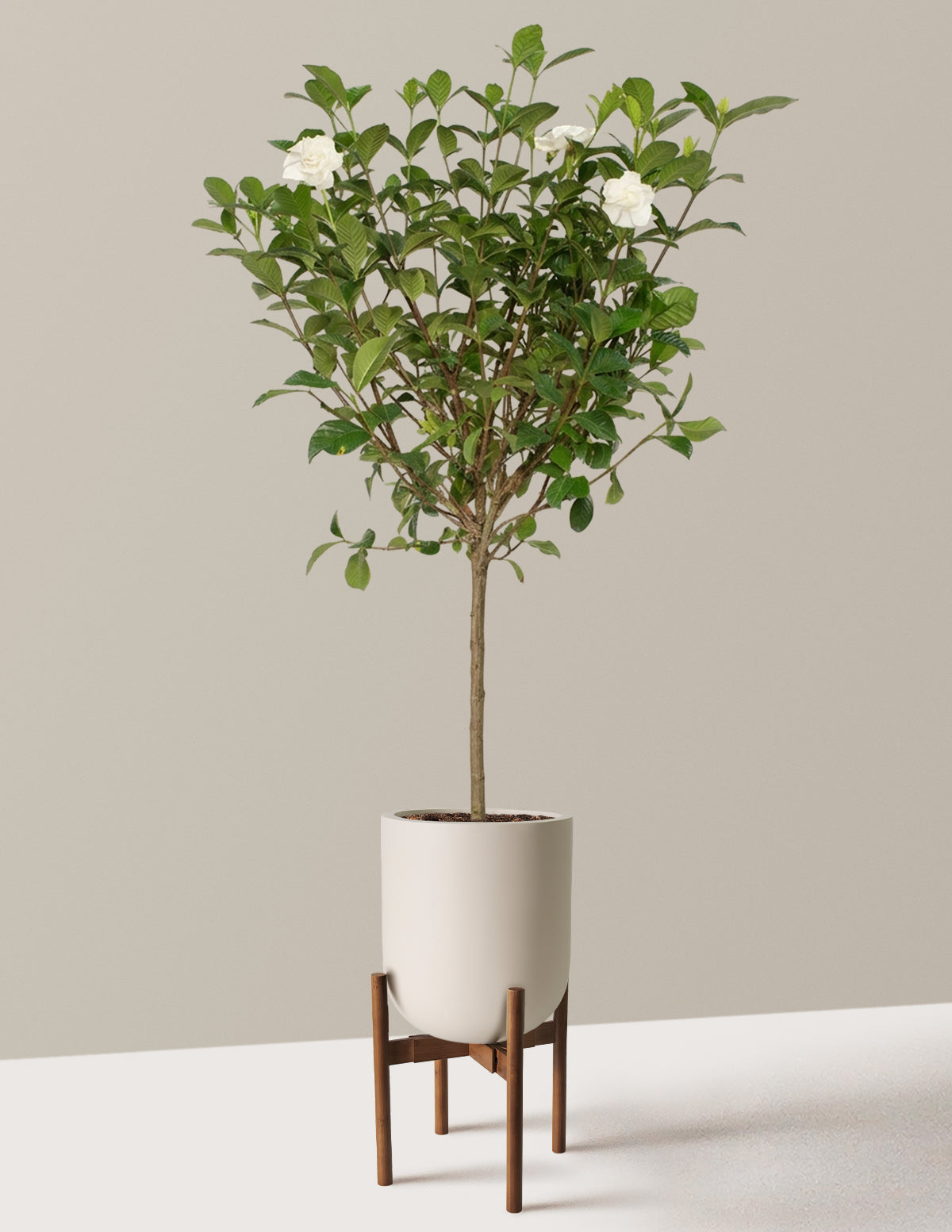 Large Gardenia Tree