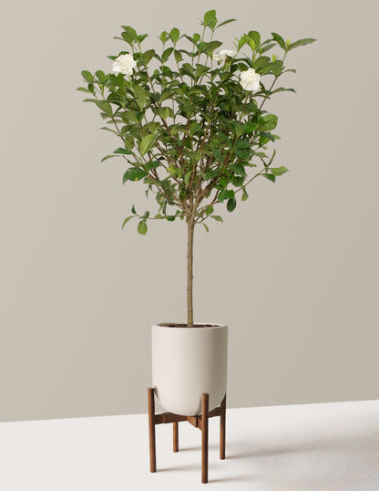 Large Gardenia Tree