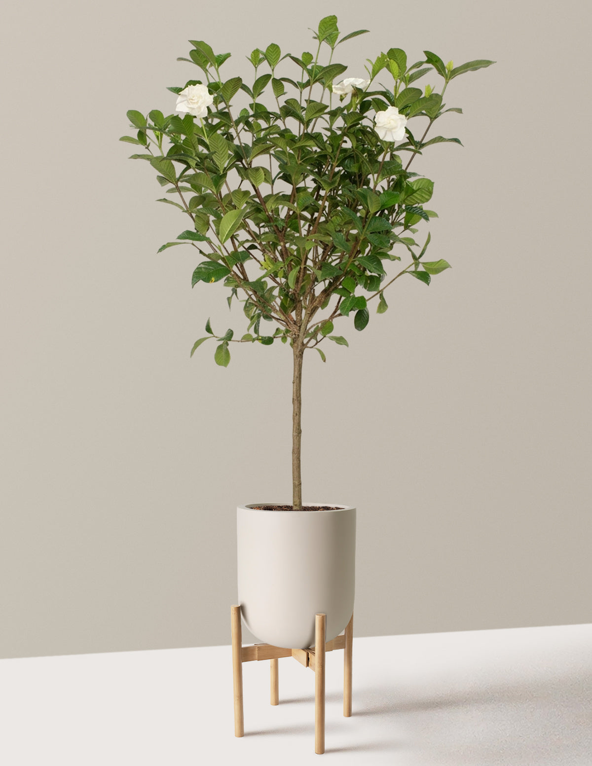 Large Gardenia Tree