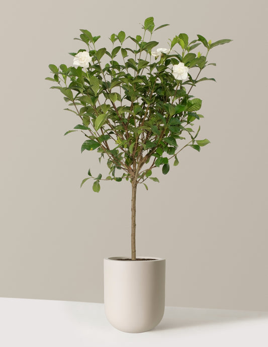 Large Gardenia Tree