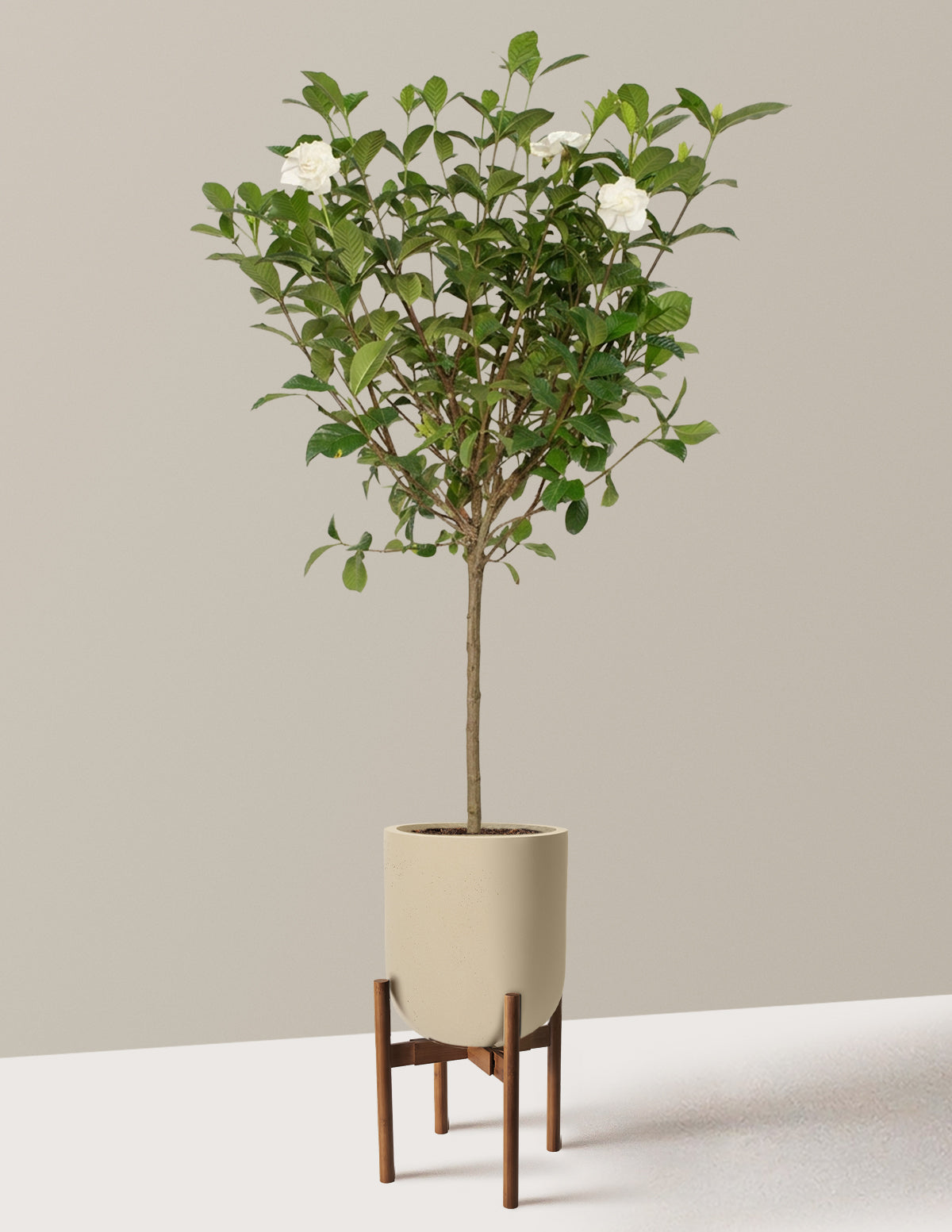 Large Gardenia Tree