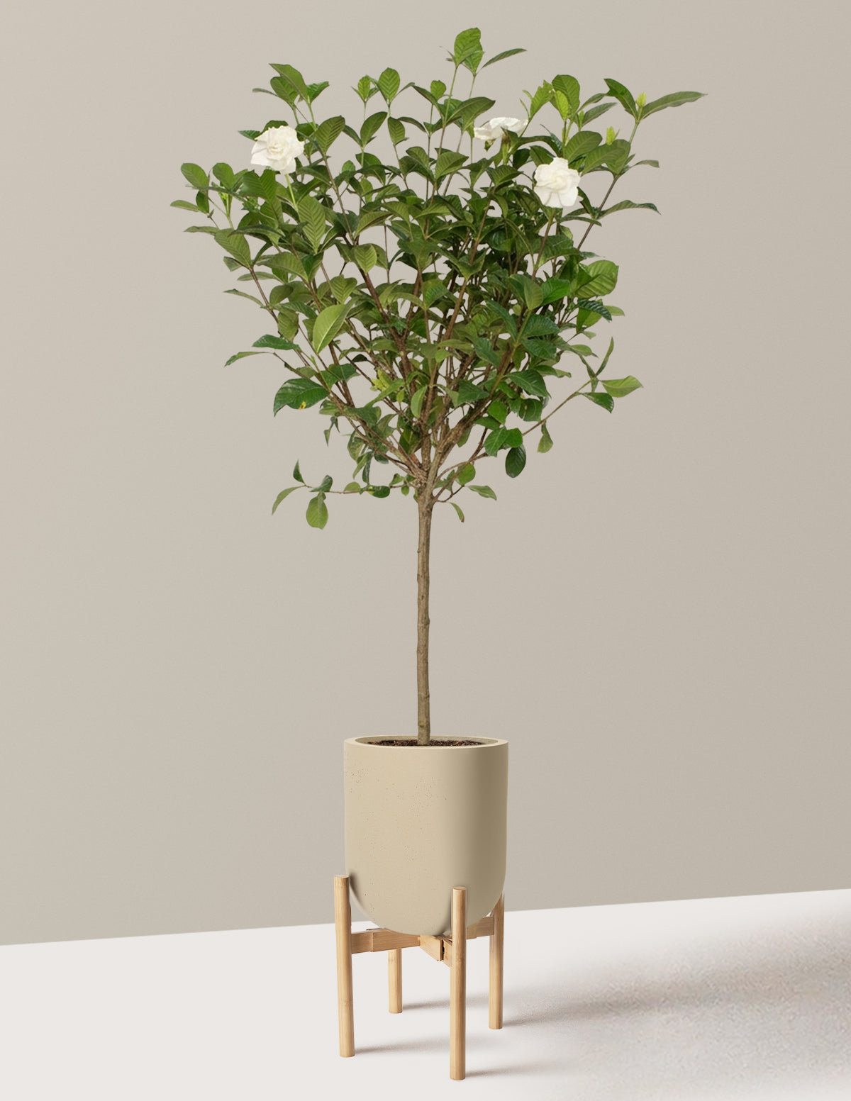 Large Gardenia Tree