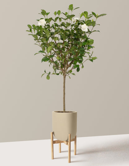 Large Gardenia Tree