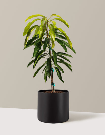 Glenn Mango Tree