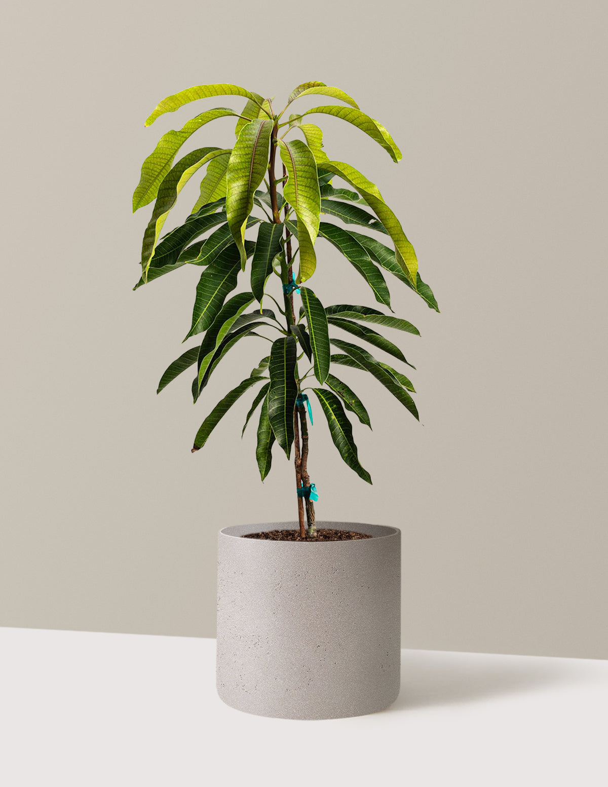 Glenn Mango Tree
