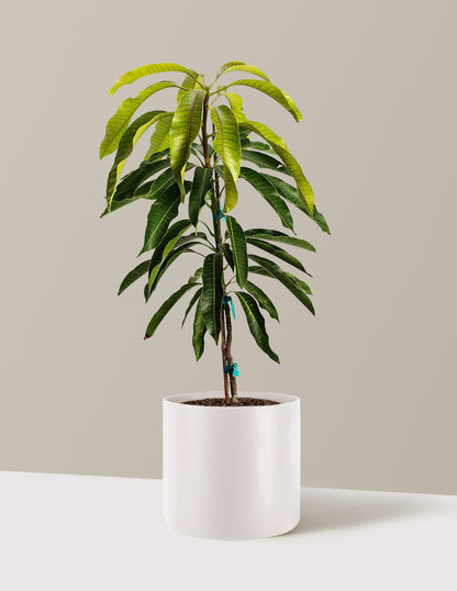 Glenn Mango Tree