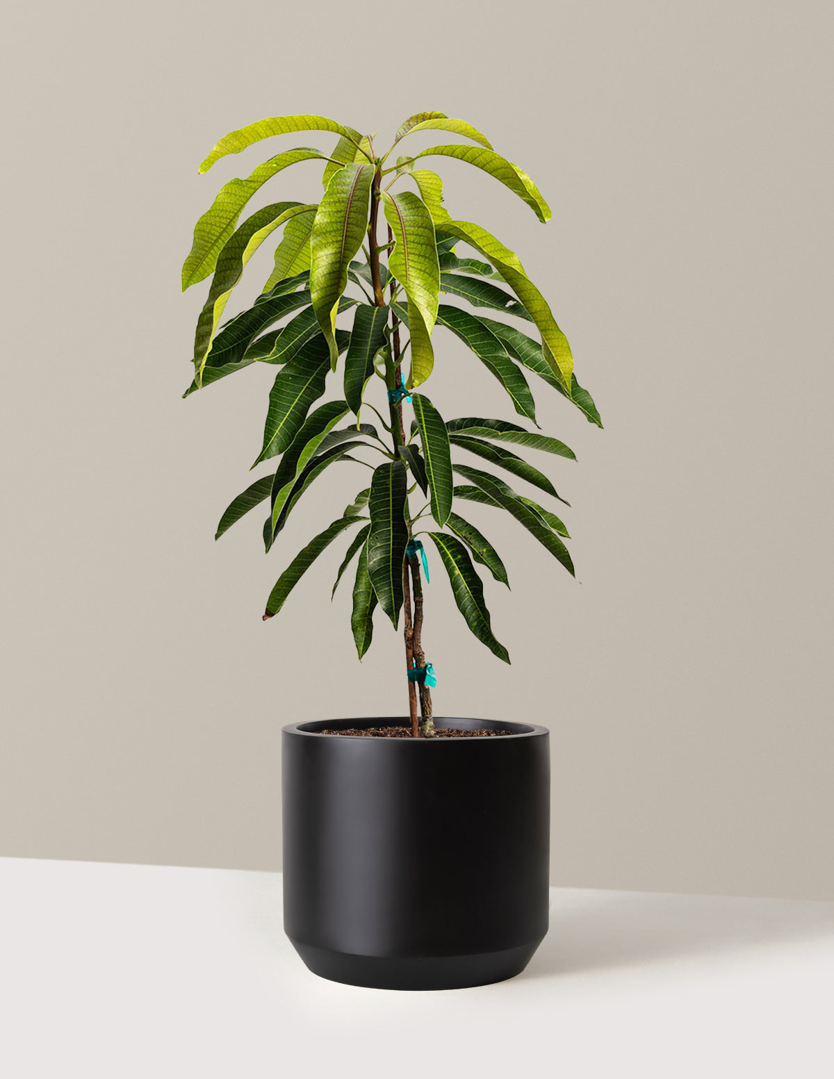 mango tree indoor plant Glenn Mango Tree | 3 Gallon