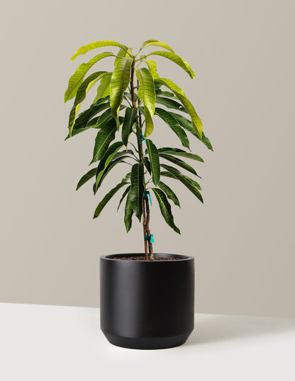 Glenn Mango Tree