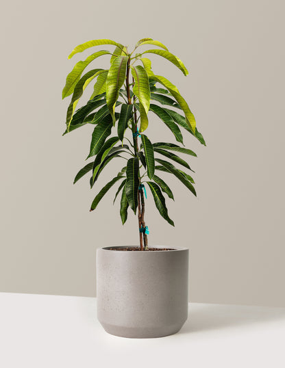 Glenn Mango Tree