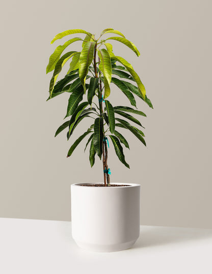 mango indoor plant Glenn Mango Tree | 3 Gallon
