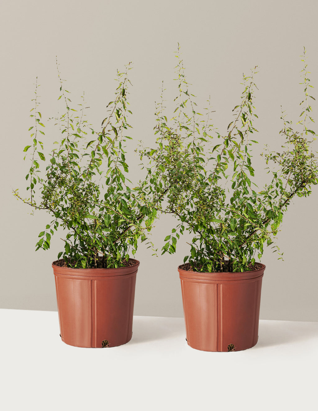 Goji Berry