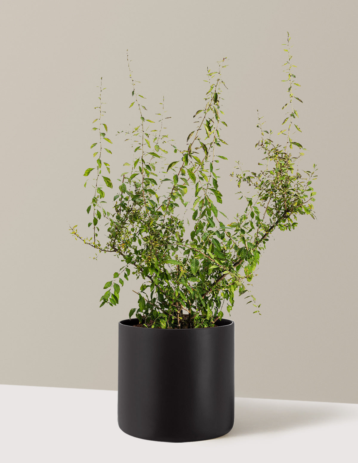 bundle | 3 Gallon - Single | Agnes | Black