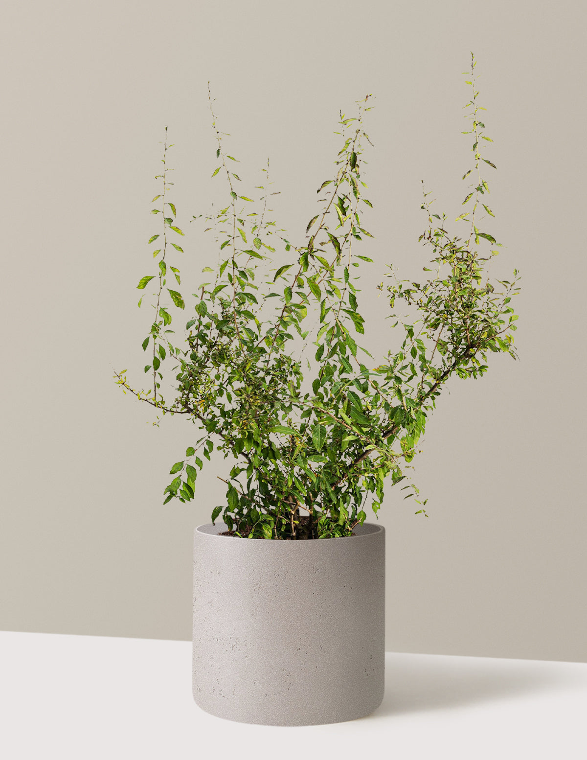 bundle | 3 Gallon - Single | Agnes | Cement Grey