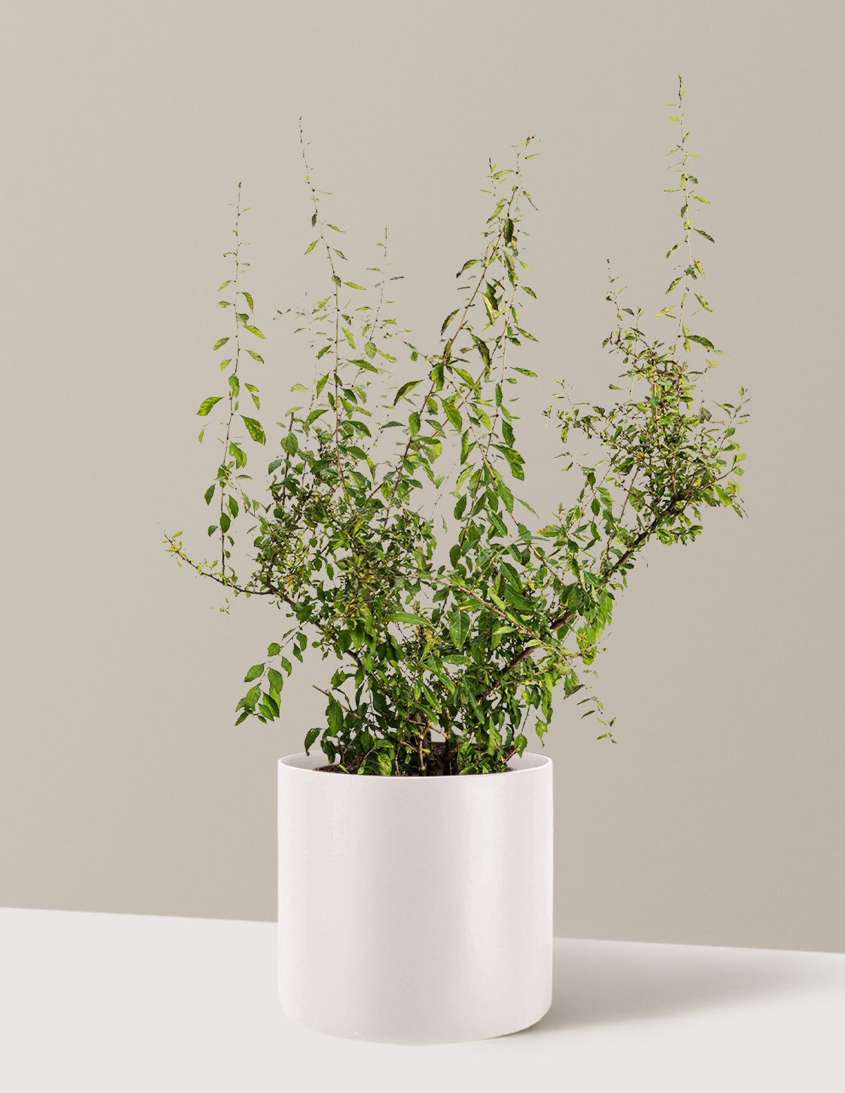 bundle | 3 Gallon - Single | Agnes | Cream