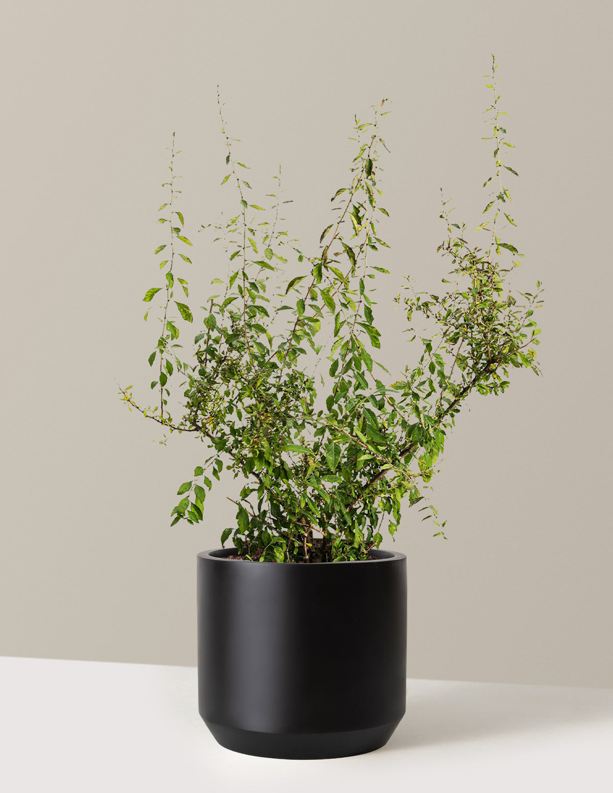 bundle | 3 Gallon - Single | Mexia | Black