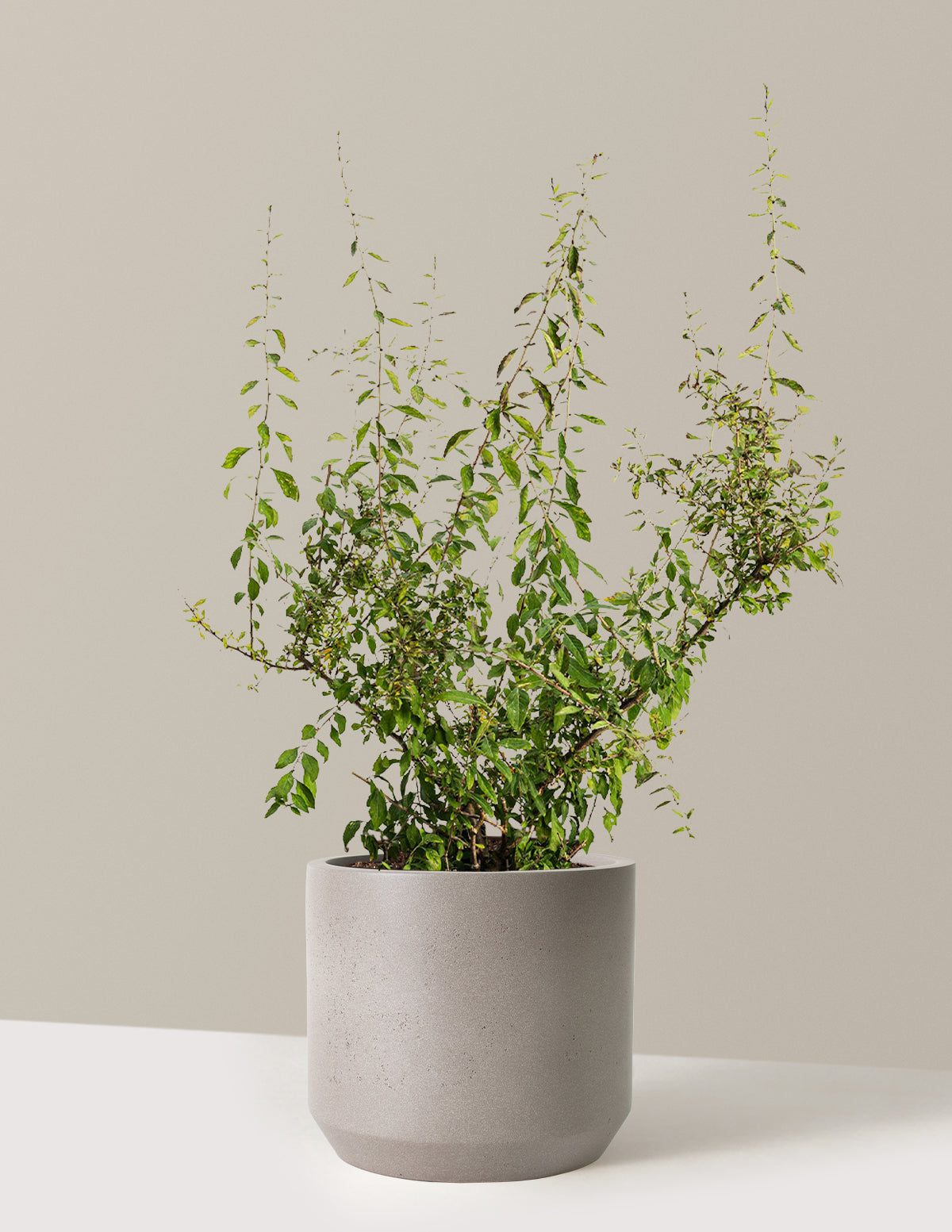 bundle | 3 Gallon - Single | Mexia | Cement Grey
