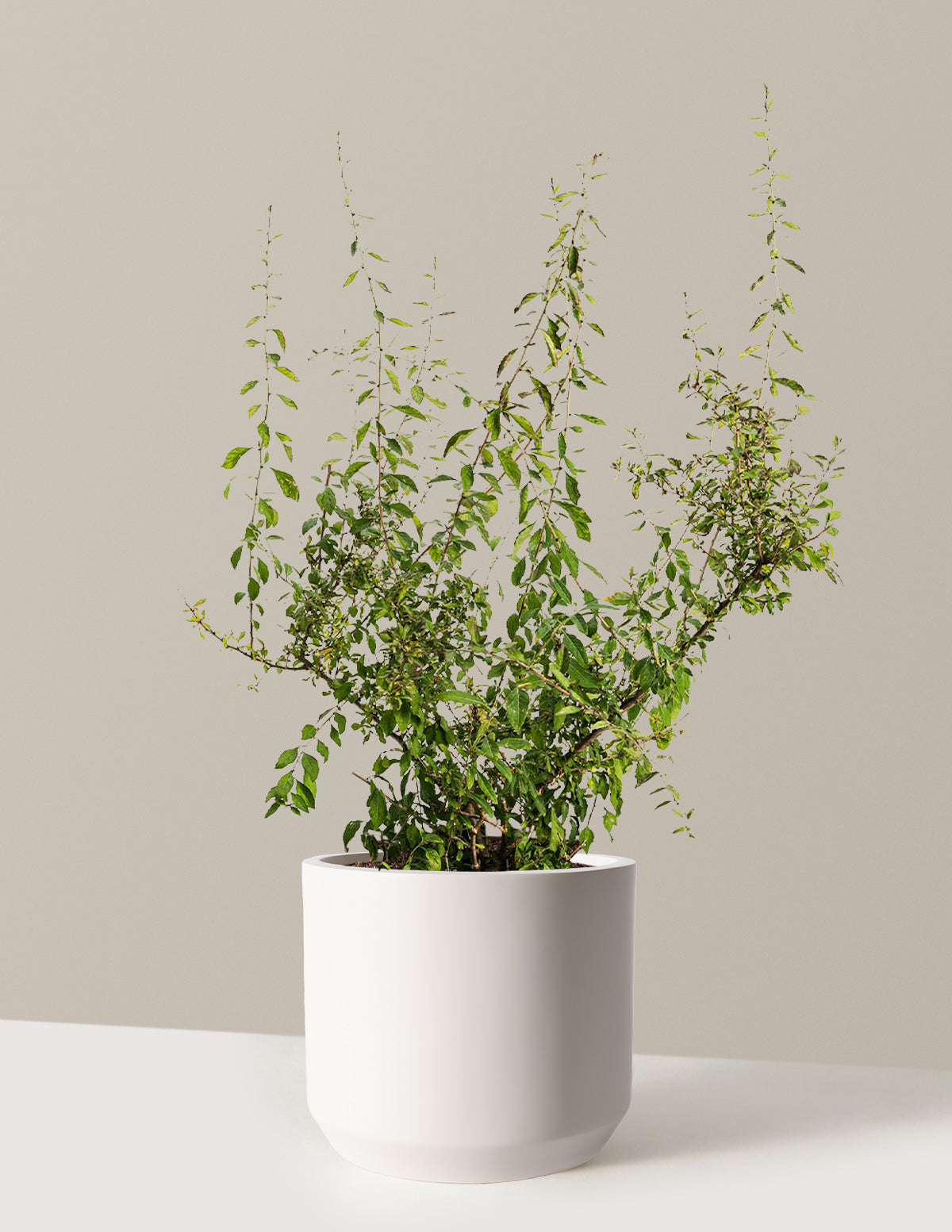 bundle | 3 Gallon - Single | Mexia | Cream