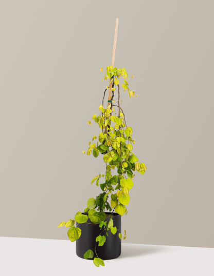 Golden Falls® Redbud Tree