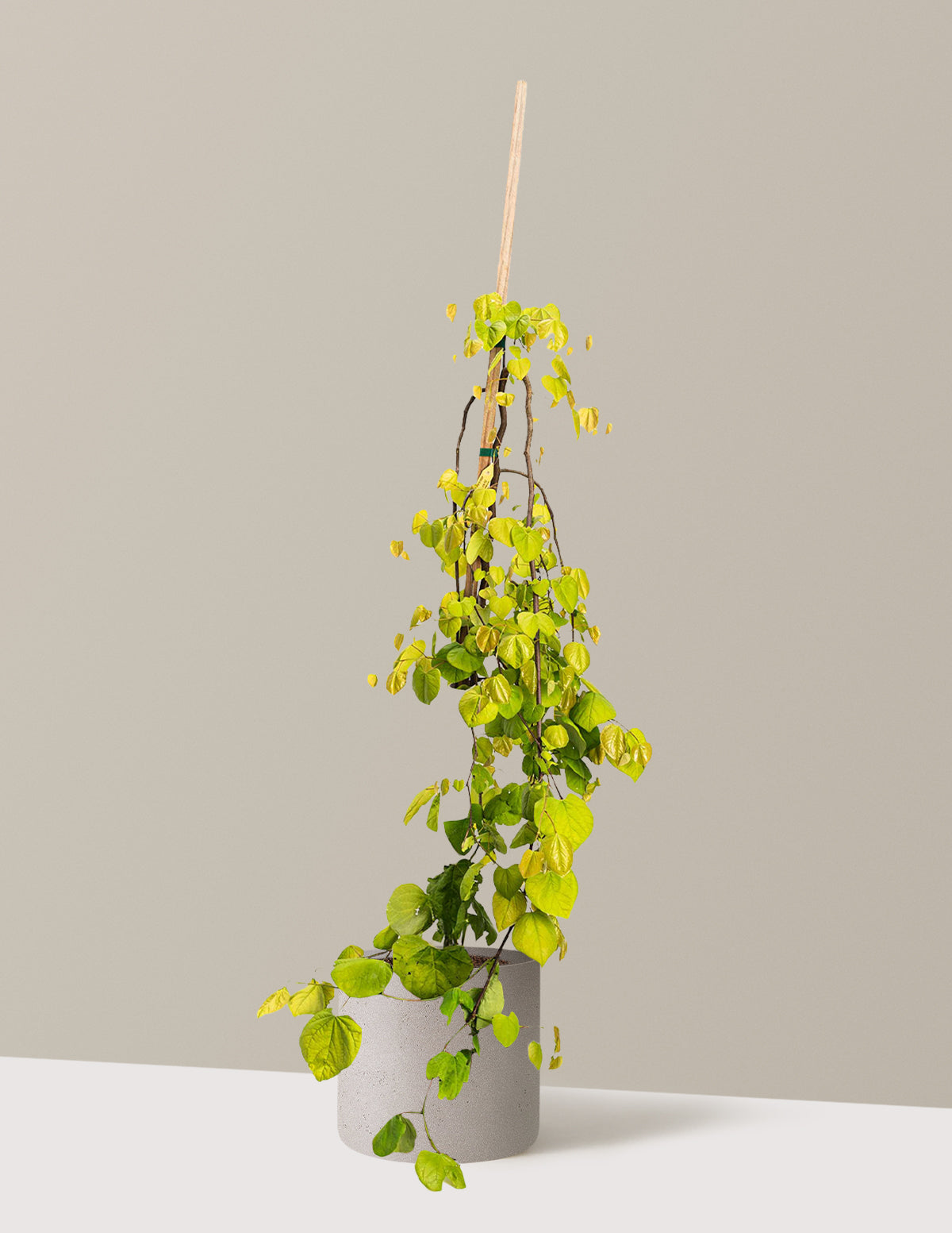 Golden Falls® Redbud Tree