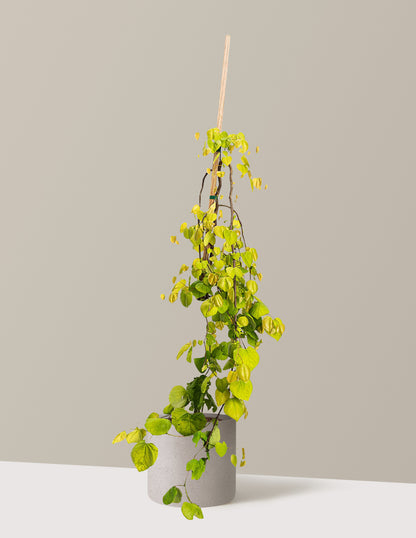 Golden Falls® Redbud Tree