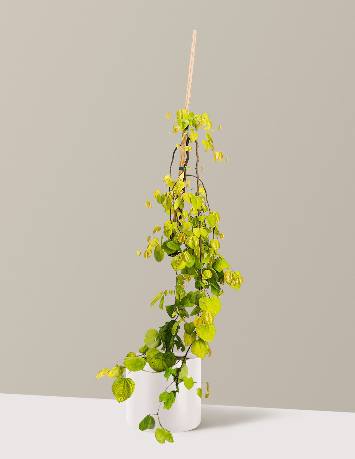 Golden Falls® Redbud Tree
