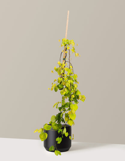 Golden Falls® Redbud Tree
