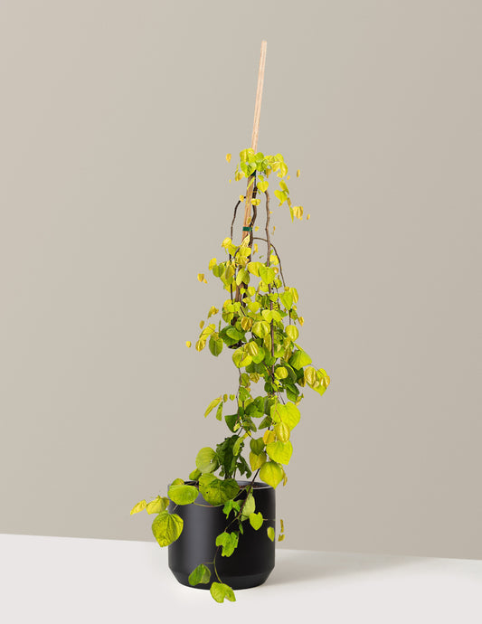 Golden Falls® Redbud Tree