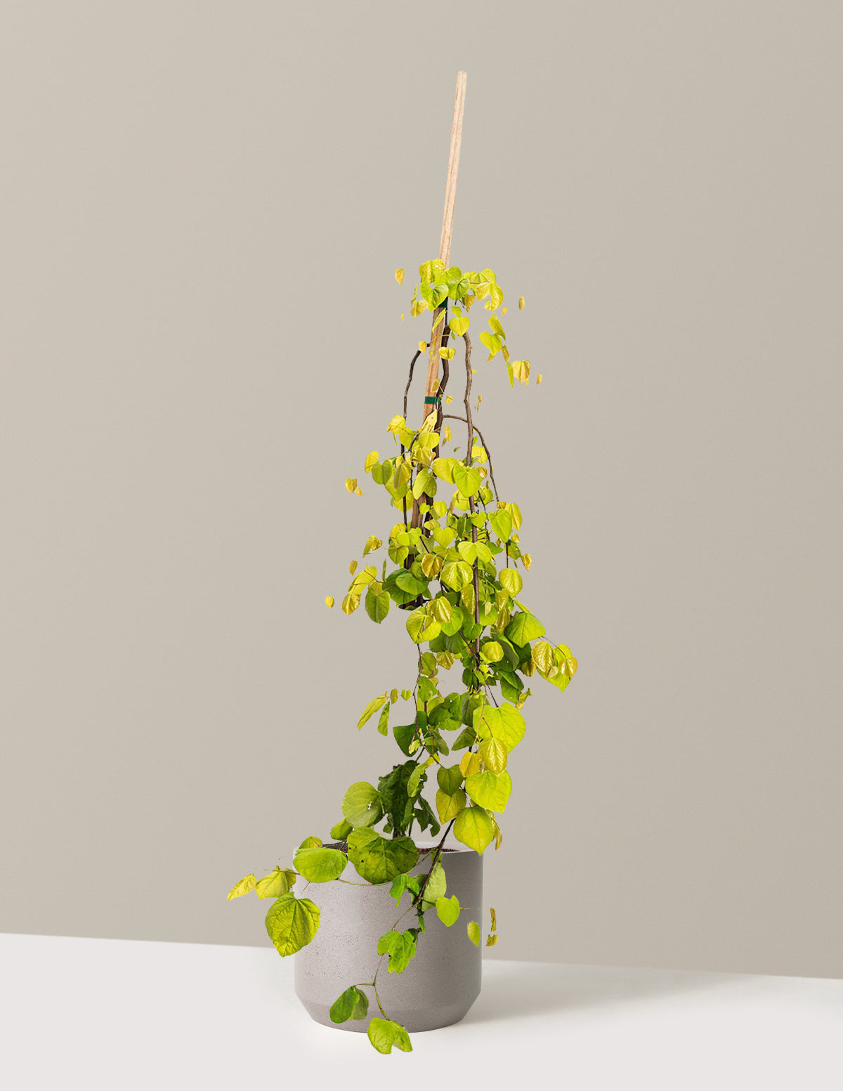 Golden Falls® Redbud Tree