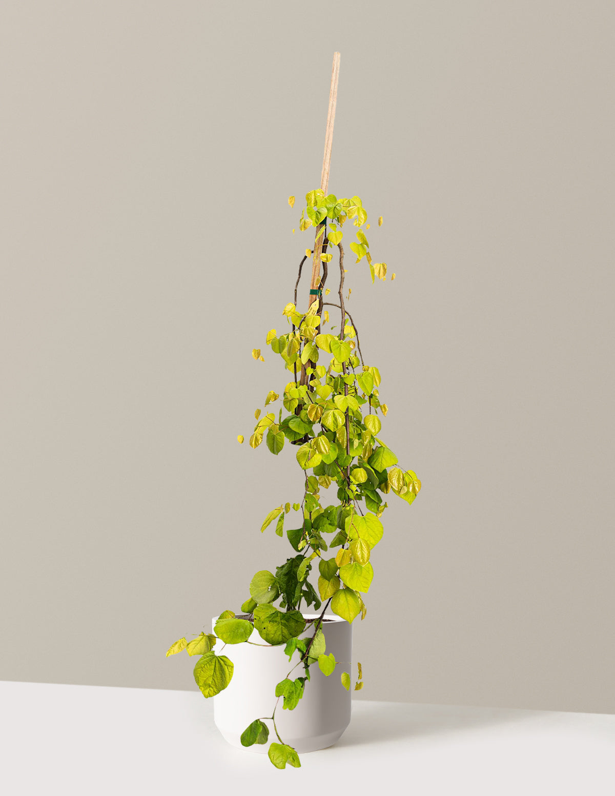 Golden Falls® Redbud Tree