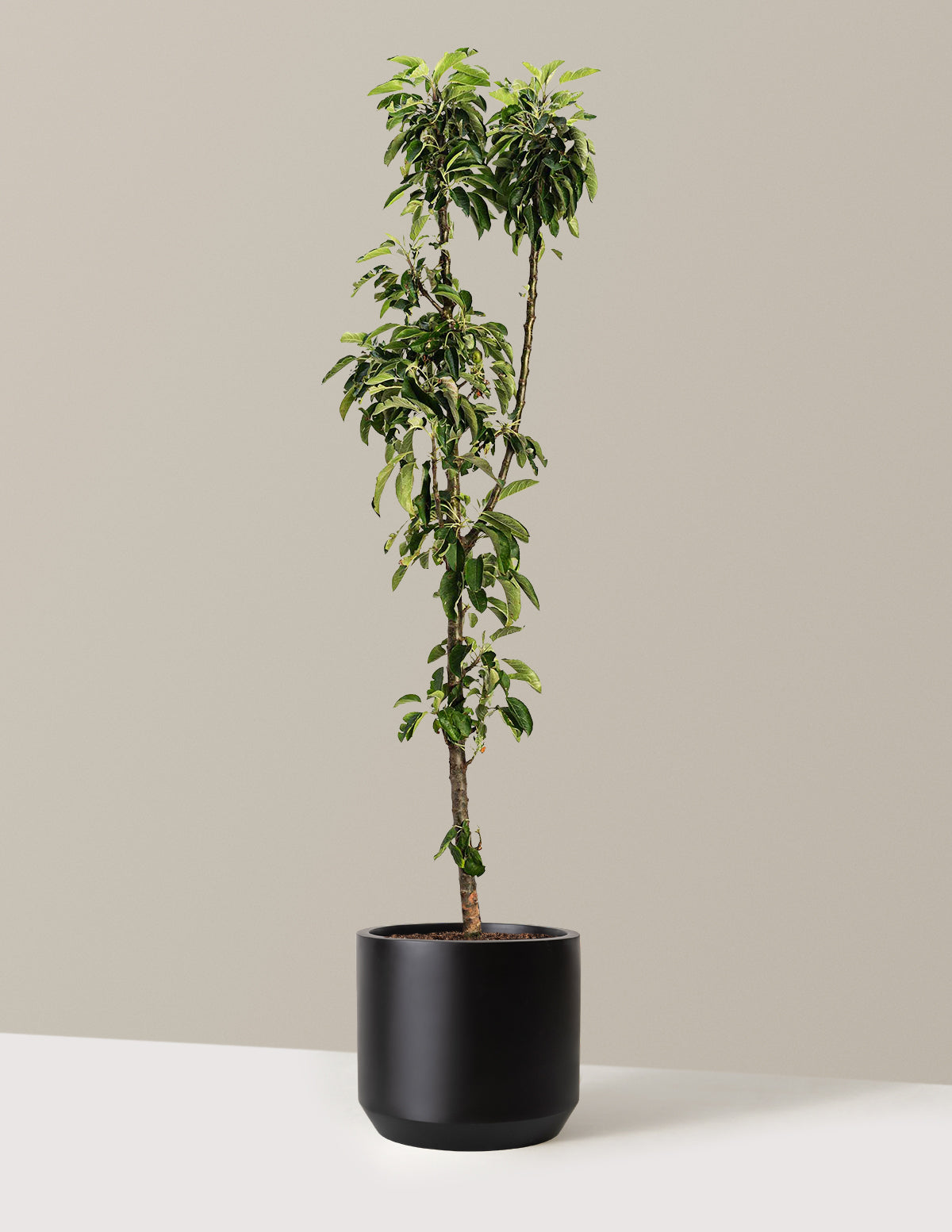 apple plant indoor Golden Treat™ Fruit Snacks™ Apple Tree