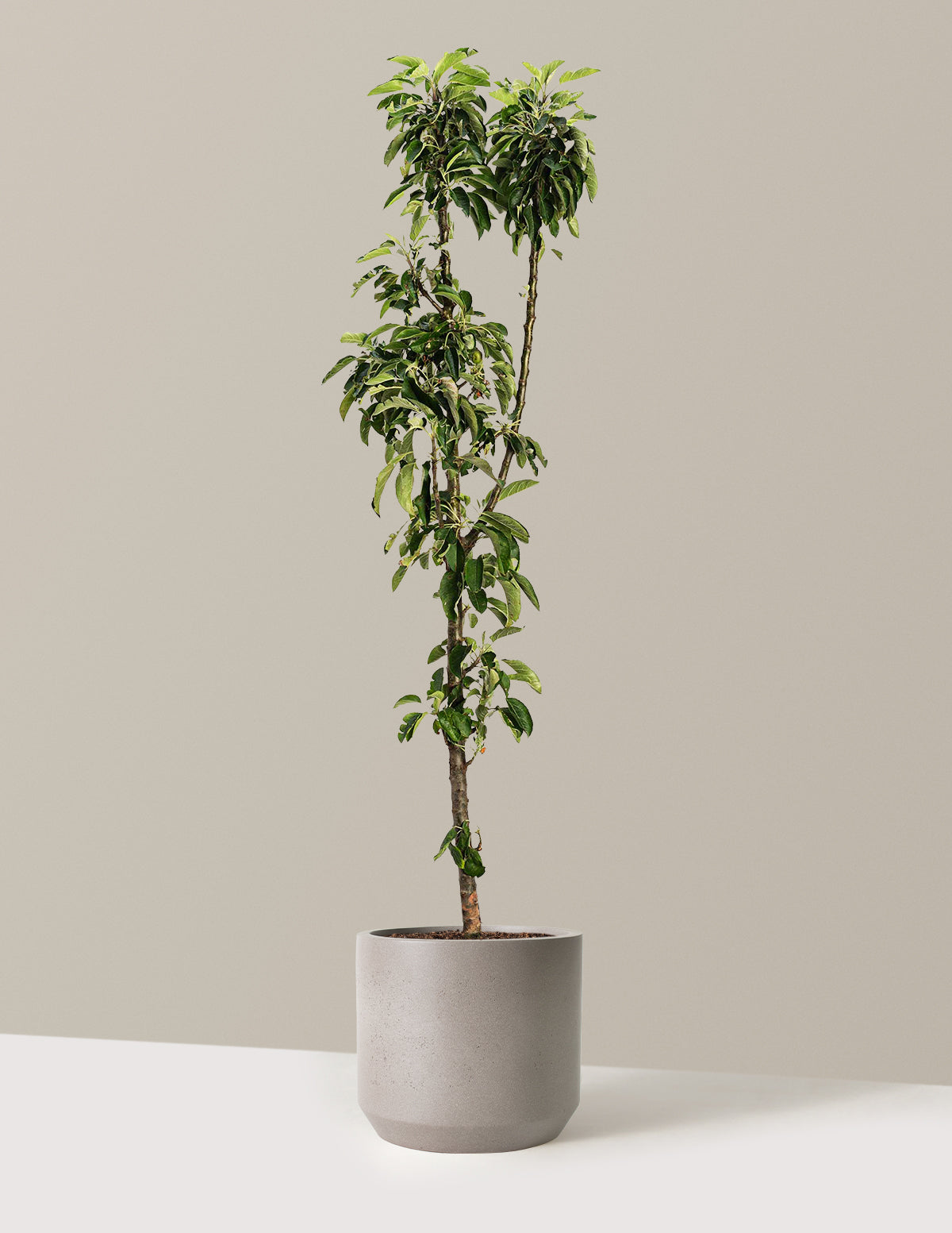 bundle | 3-4 ft. | Mexia | Cement Grey