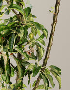 Golden Treat™ Fruit Snacks™ Apple Tree