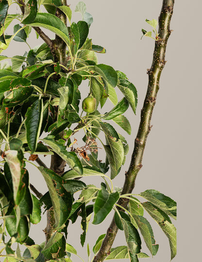 Golden Treat™ Fruit Snacks™ Apple Tree