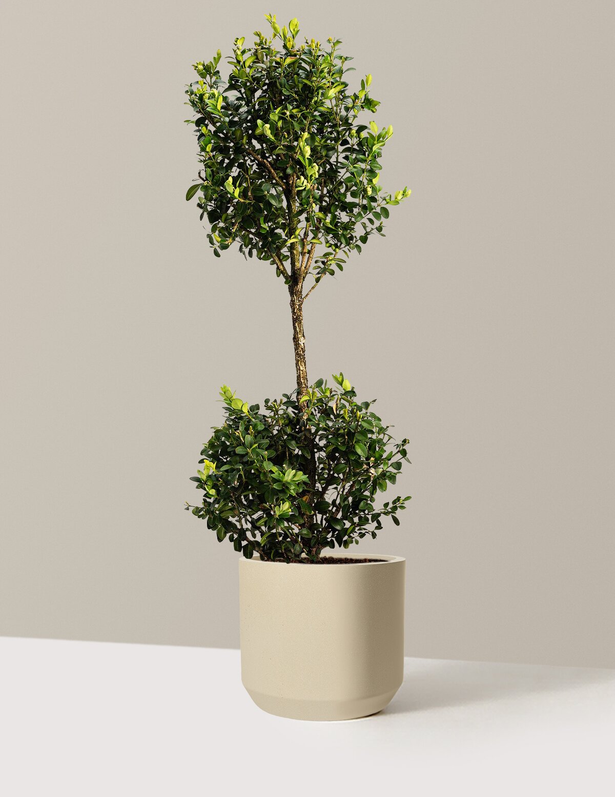 Green Mountain Topiary Boxwood (Ball)
