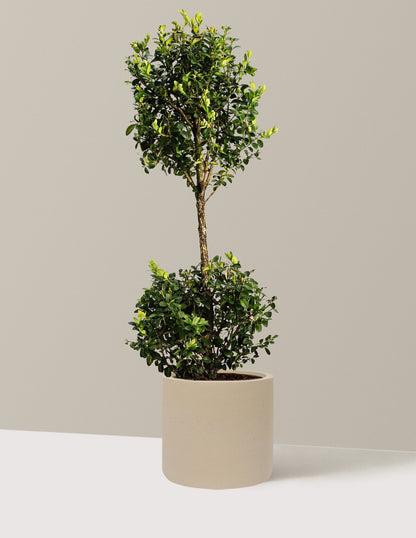 Green Mountain Topiary Boxwood (Ball)