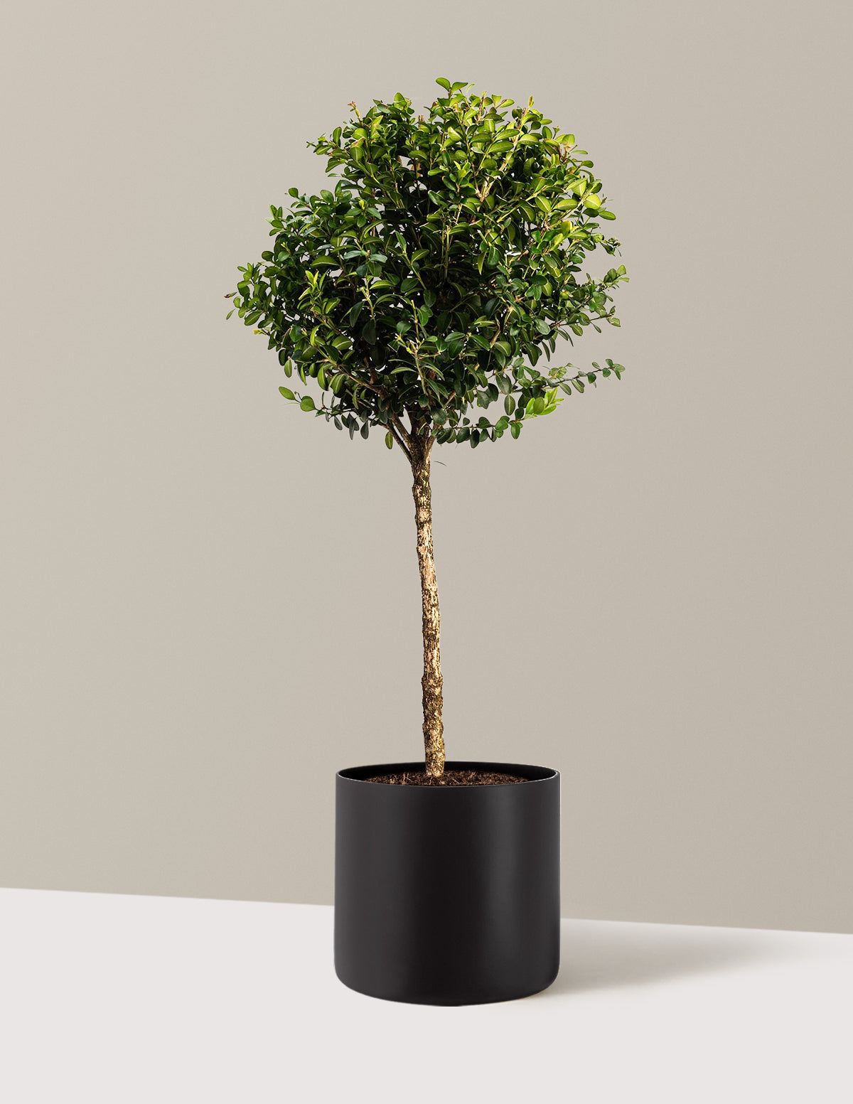 Green Mountain Topiary Boxwood (Ball)