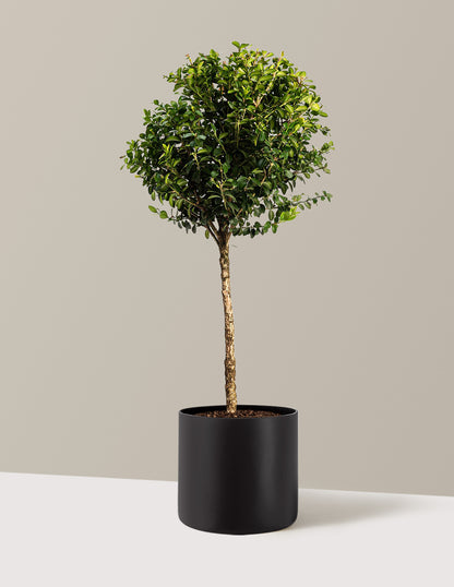 Green Mountain Topiary Boxwood (Ball)