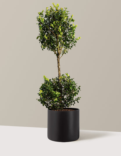 Green Mountain Topiary Boxwood (Ball)